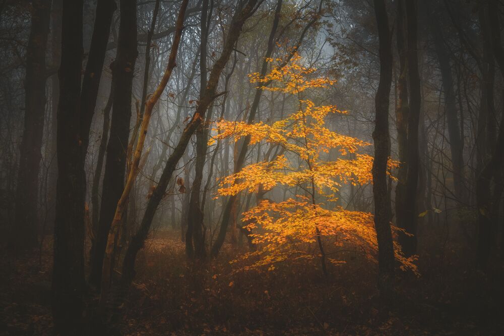 Herfstkleuren