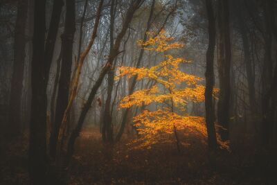 Herfstkleuren