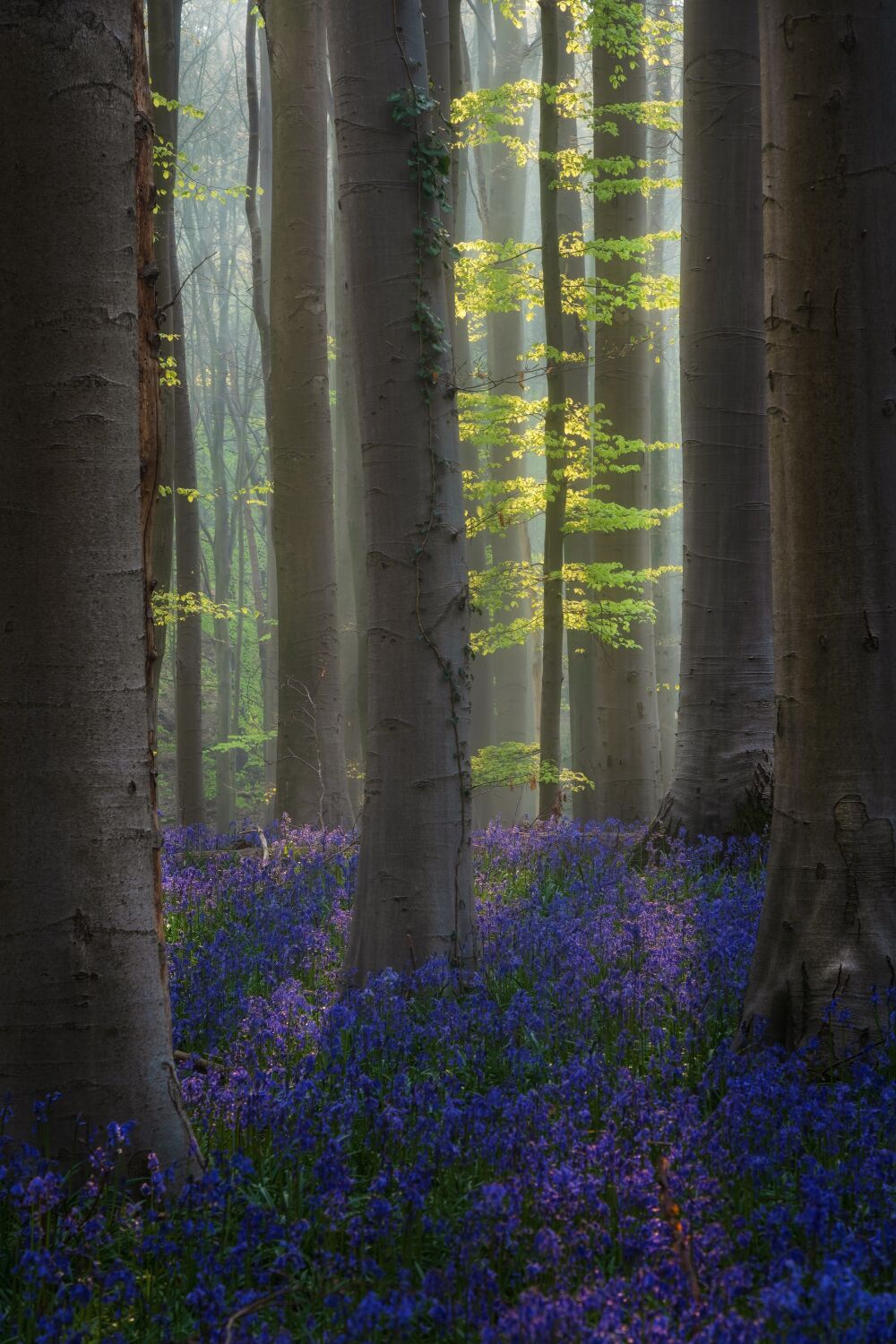 Bomen en bossen - Hallerbos Belgïe