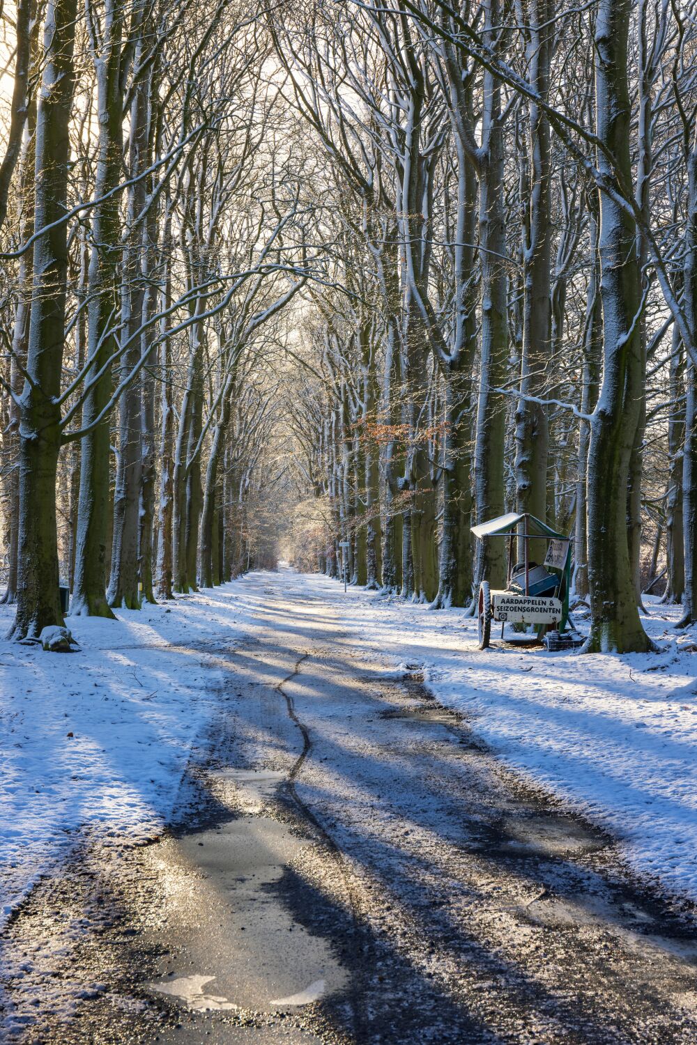 Een besneeuwde boslaan