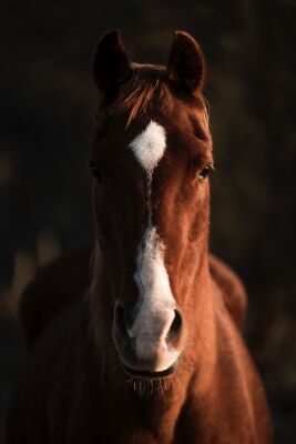 In the Shadow of Light Portrait of a Horse in Warm Light