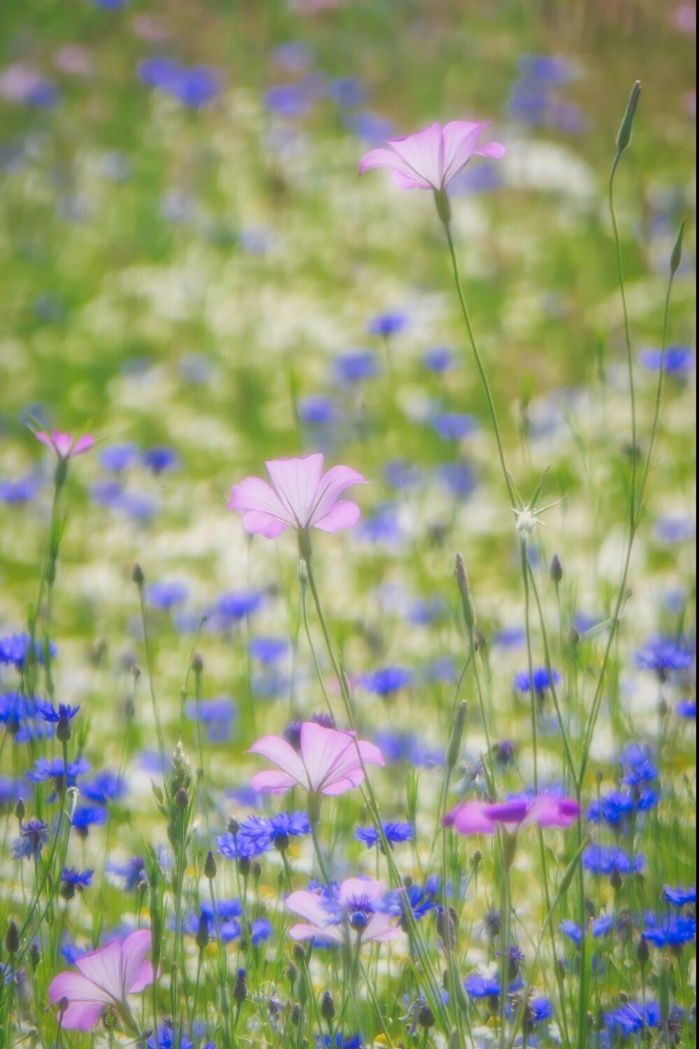 Akkerbloemen (Korenbloemen en Bolderik)