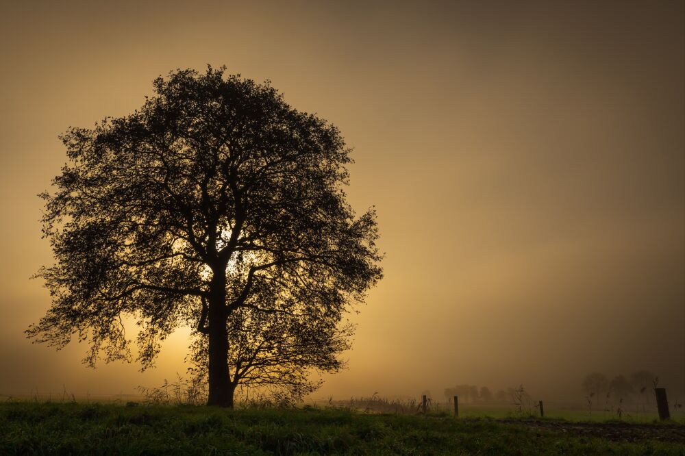 Boom in de mist met opkomende zon