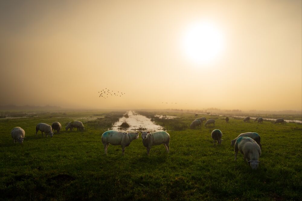 Schapen grazen in mistig landschap