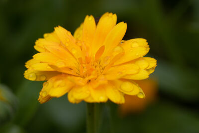 Gele bloeiende bloem met regendruppels en een natuurlijke achtergrond