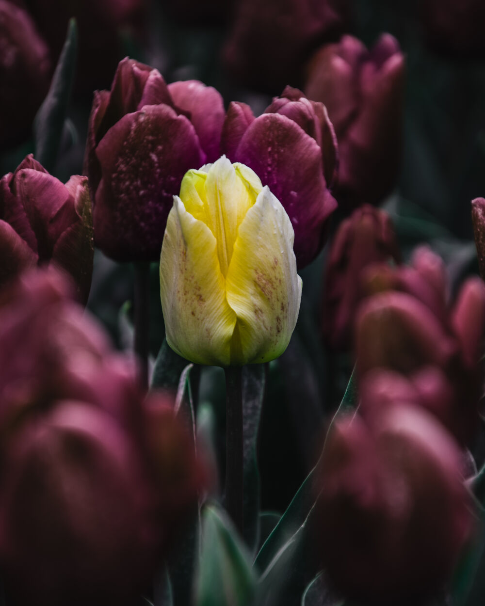 Gele Tulp | Goeree Overflakee