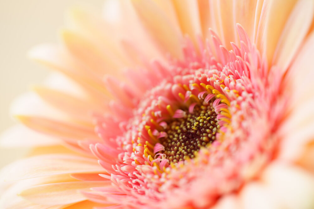 Macro van een roze-gele gerbera