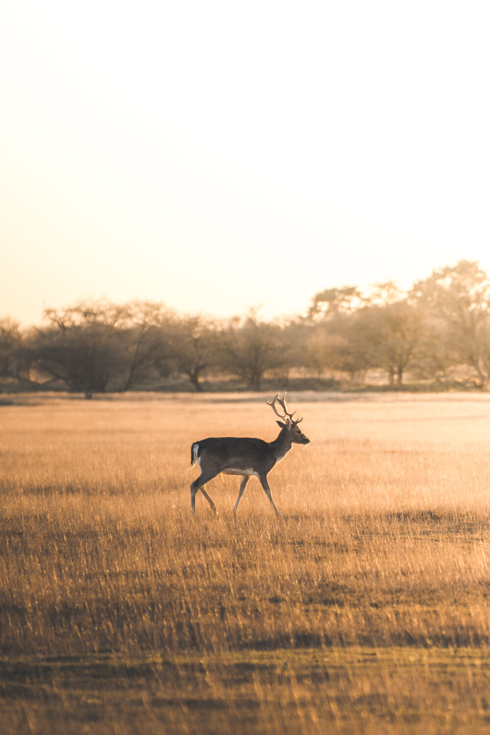 Golden Deer