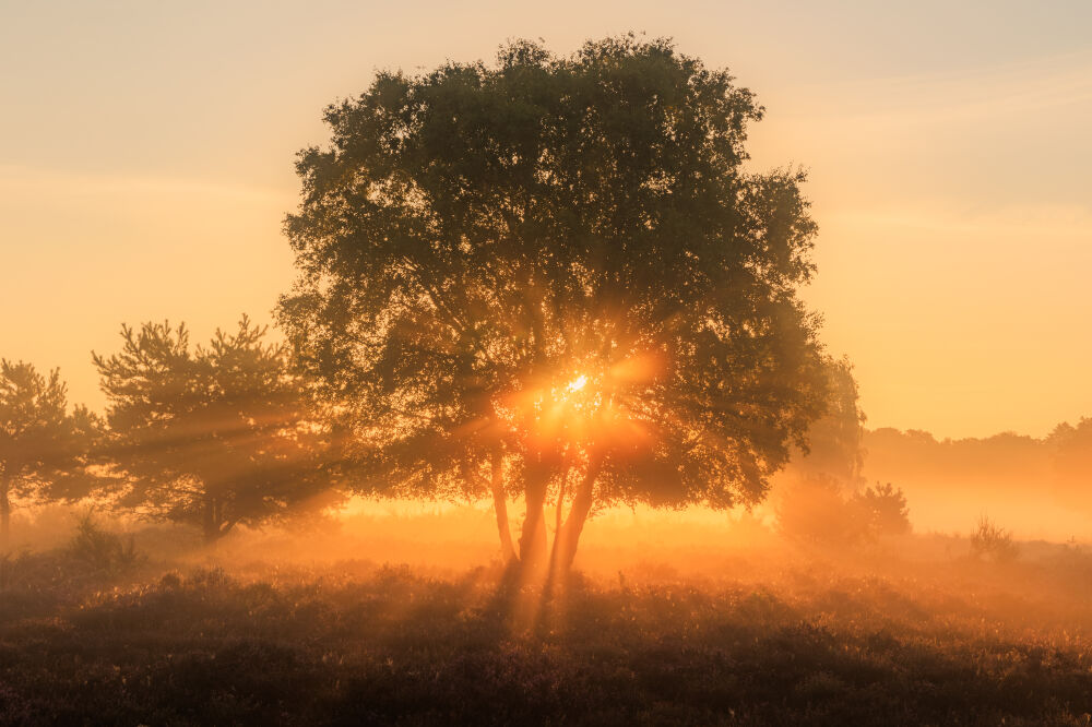 Zonnestralen door de boom