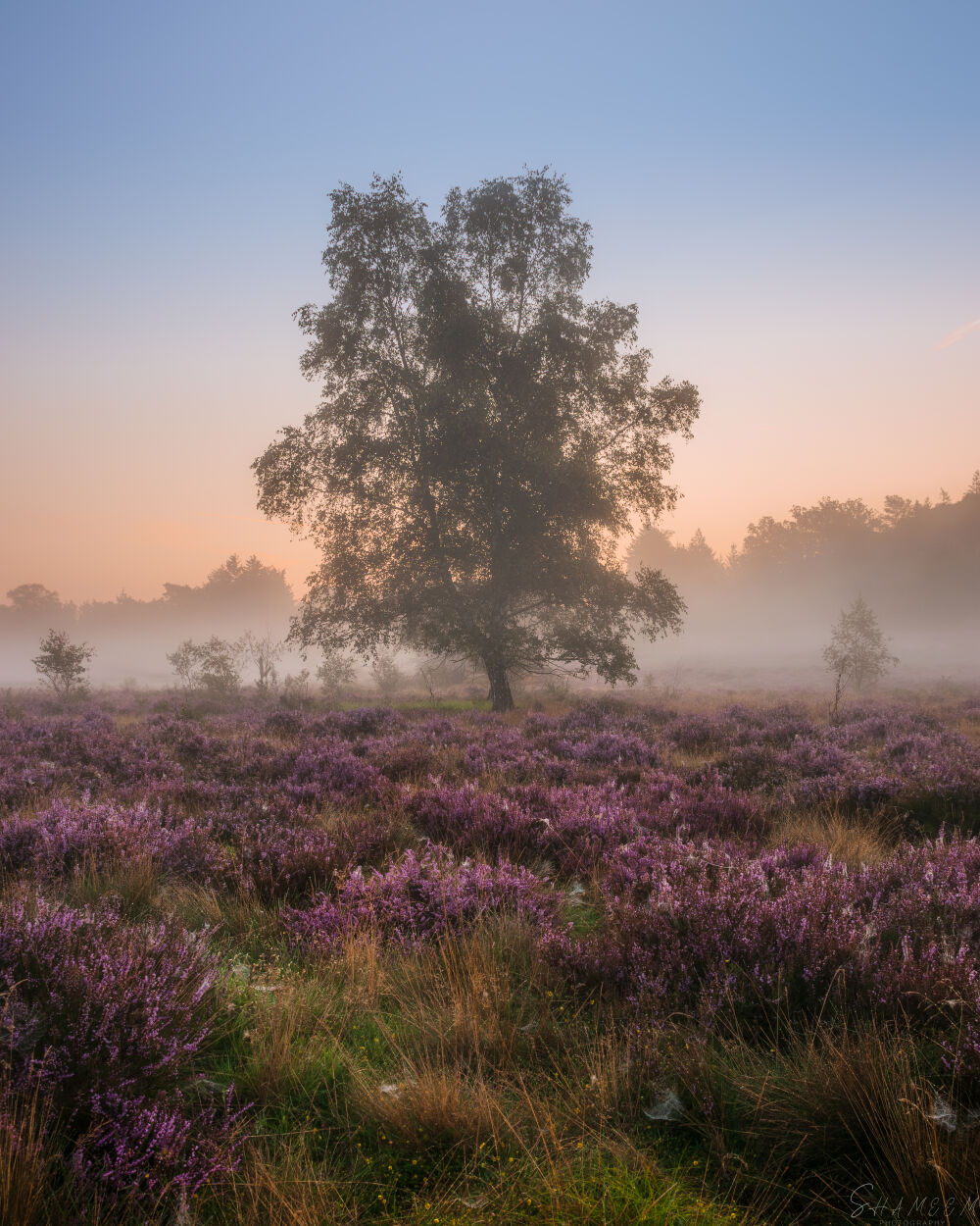 Serene ochtend