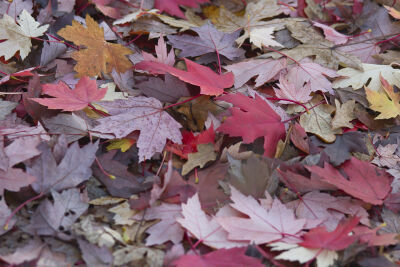 Warm rood en geel gekleurde herfstbladeren close up