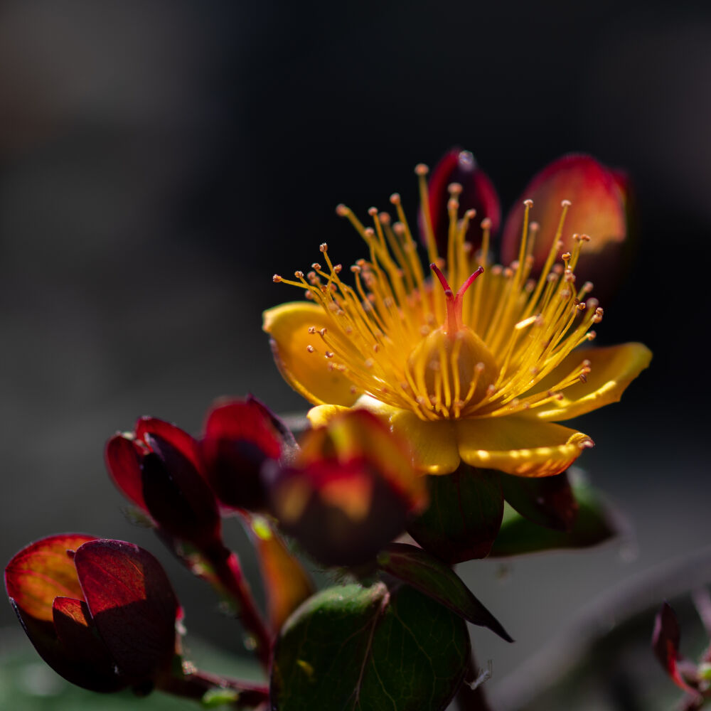 Kunst met herfsthooi oftewel de hyperricum