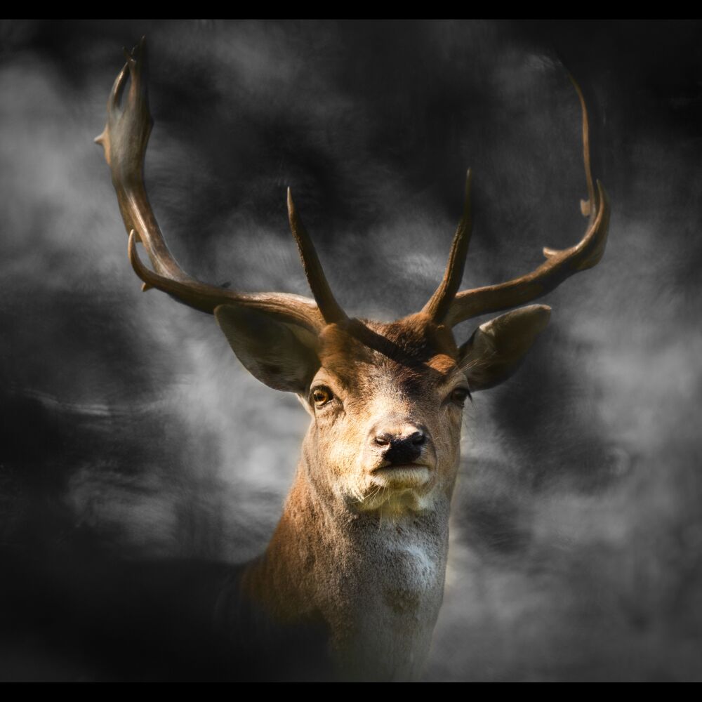 Foggy Deer