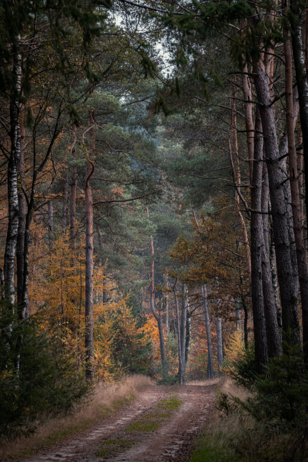 Schilderachtige herfstbos op de Holterberg