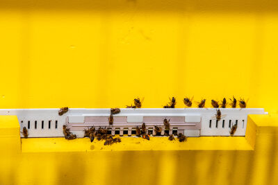 Honingbijen aan het werk