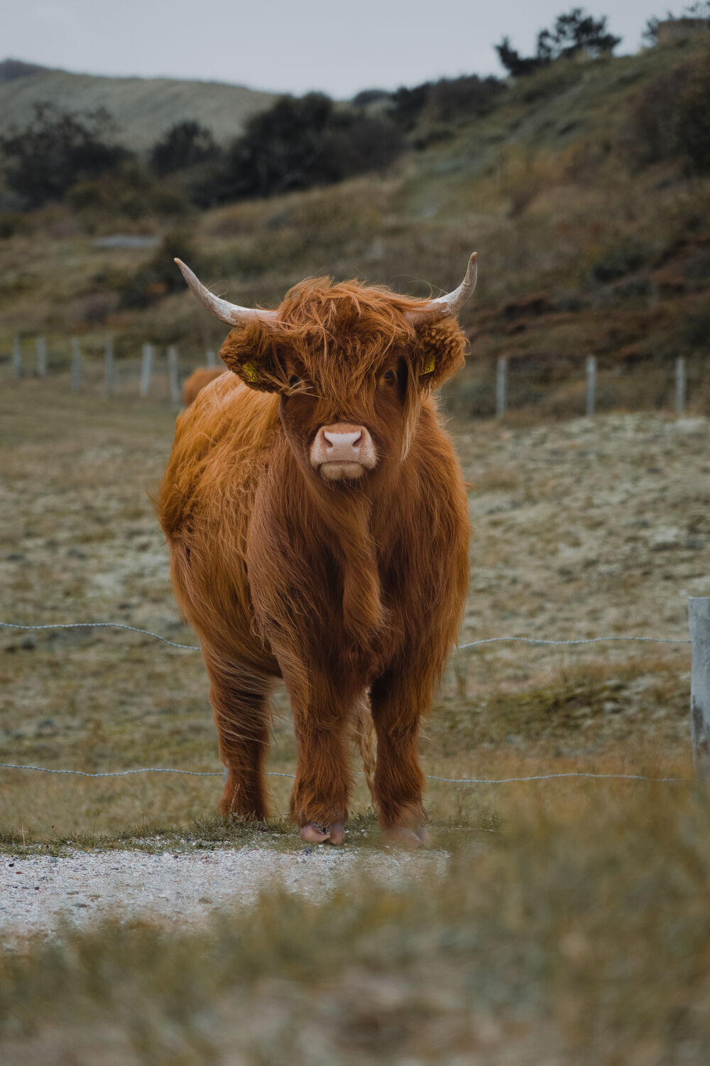 Schotse hooglander 