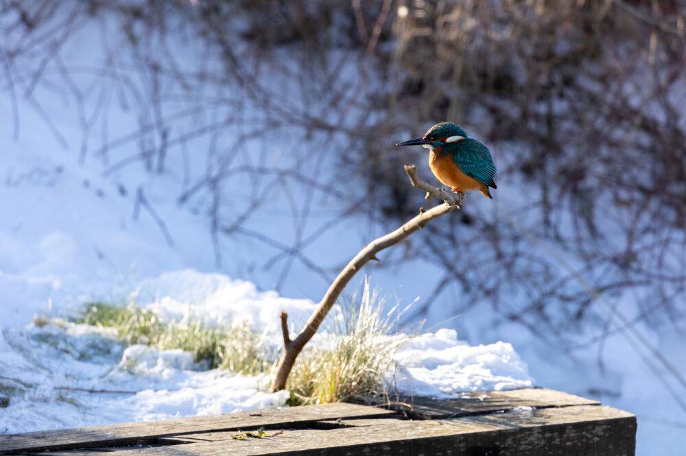 IJsvogel op wacht