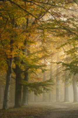 Mist in een kleurrijk herfstbos