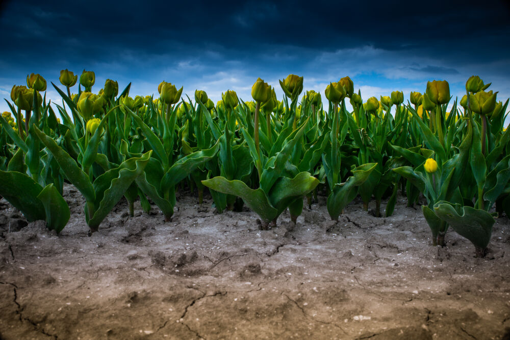 Groen,Geel en Blauw