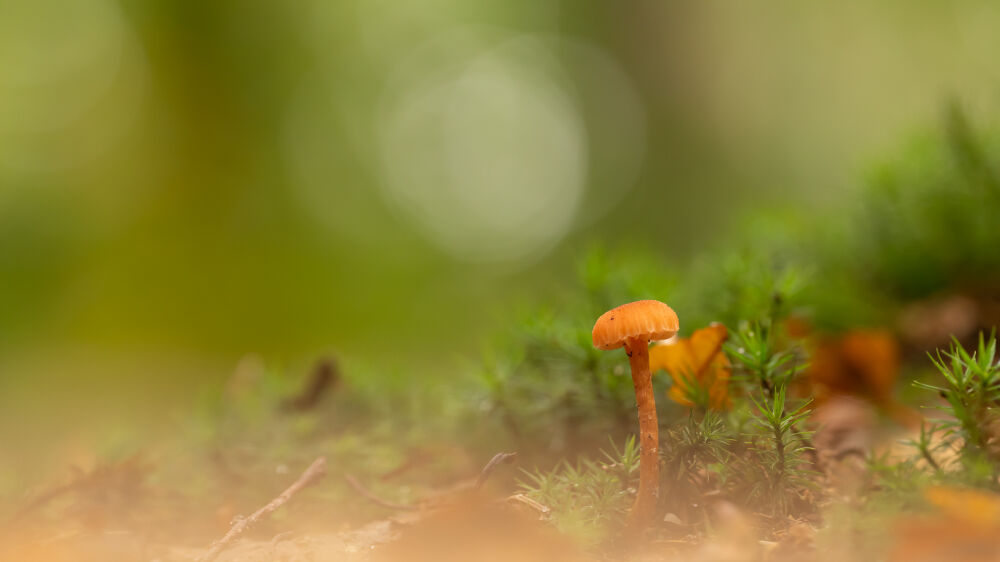 Mosklokje in het bos