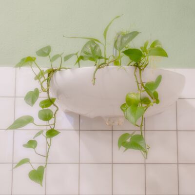 Stilleven wasbak met groene hangplant