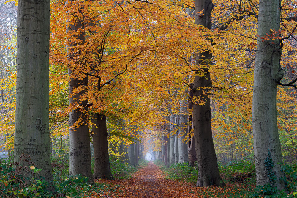 Autumn Tunnel