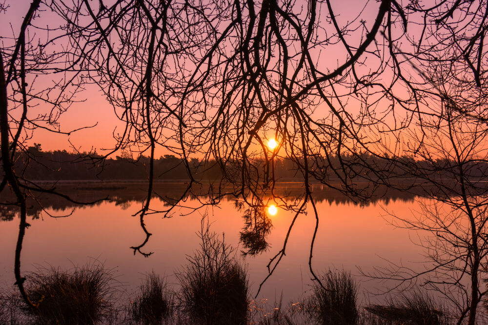 Zonsopkomst aan het water tussen hangende takken