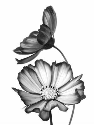 Cosmos bloem in zwart wit