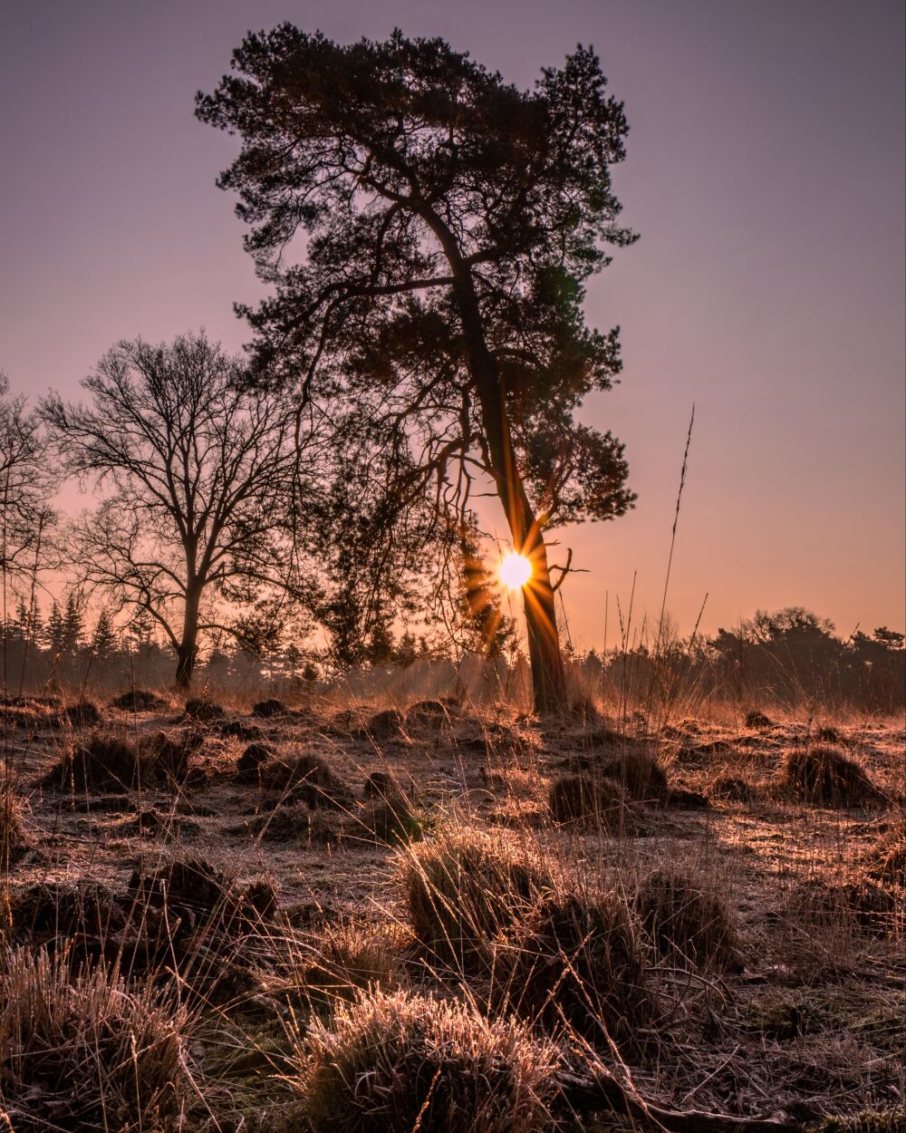 Zonsopkomst Nederlandse Savanne