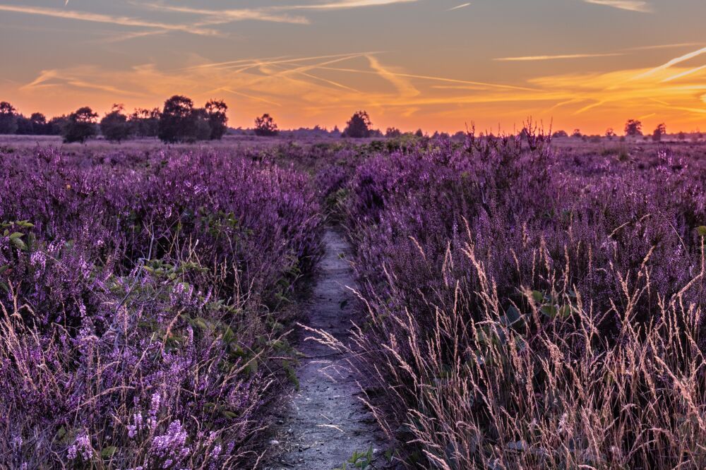 Zonsondergang op de paarse heide in Ede