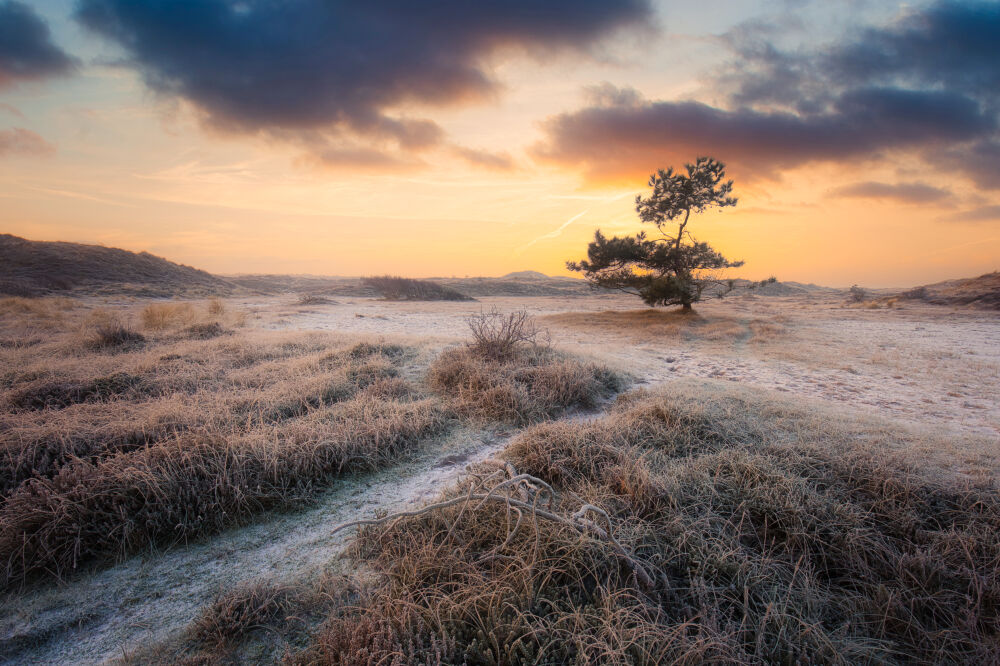 Zonsopkomst in de berijpte duinen