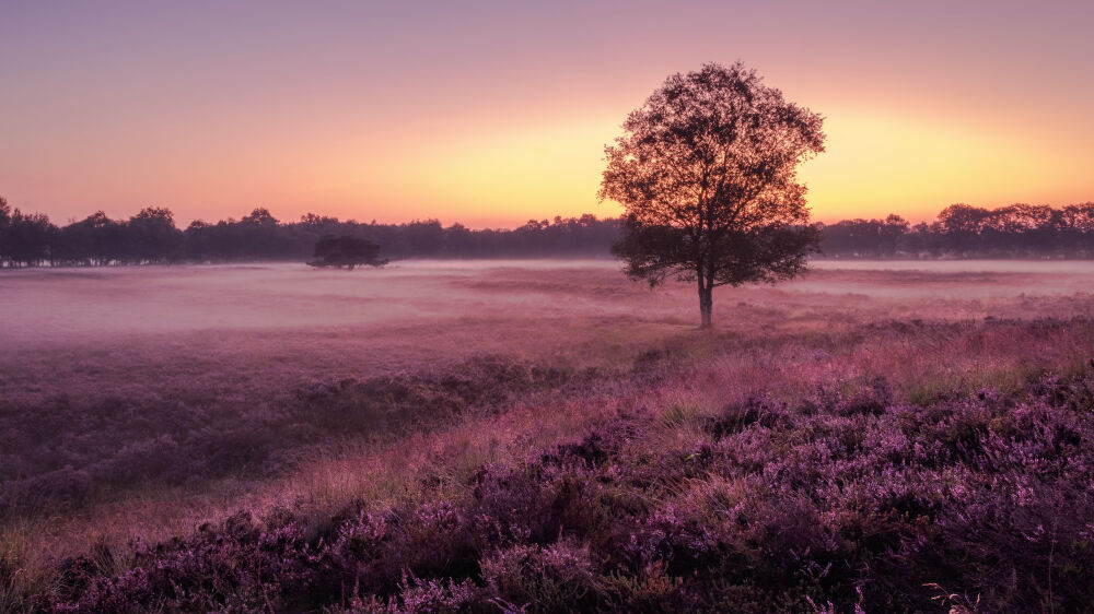 Gasterse Duinen Drenthe