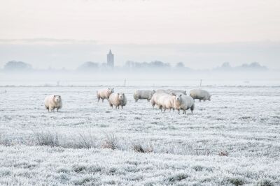 Schapen in een Hollands winterlandschap