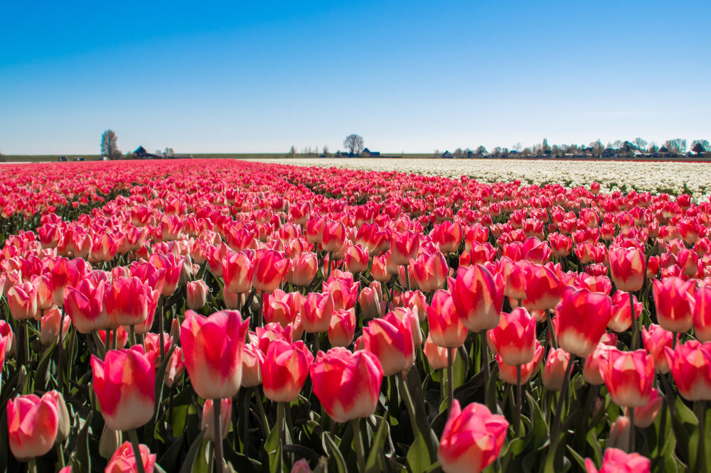 Tulpen landschap