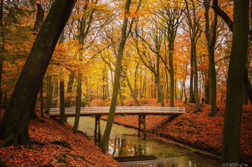 Bruggetje in het bos