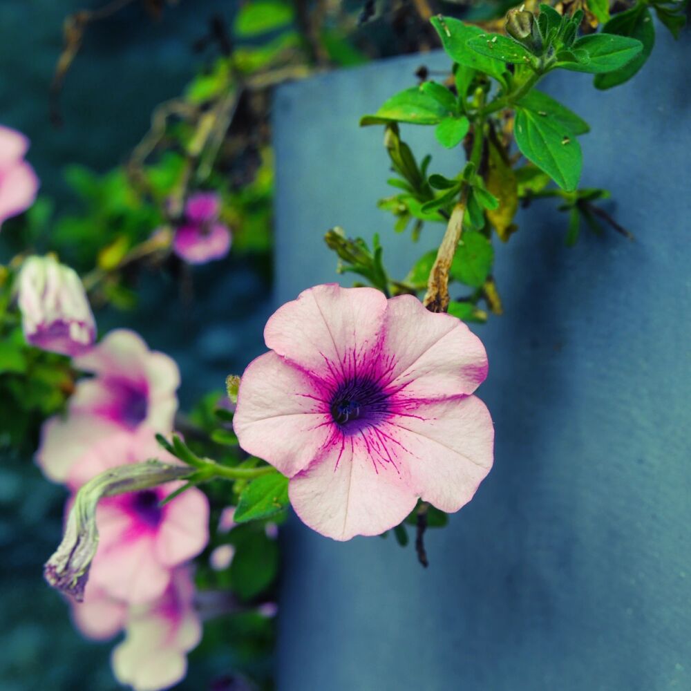 Flowers on the wall