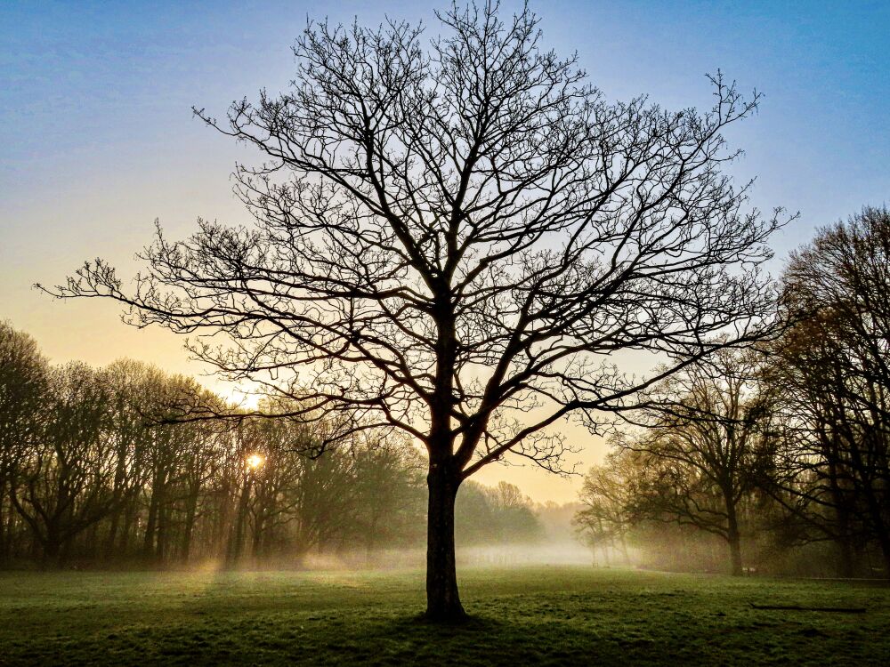 Kralingse Bos - zonsopkomst Rotterdam - Sunrise