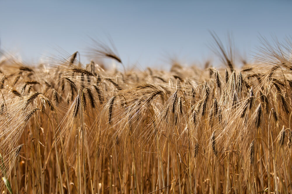 Catcher in the rye