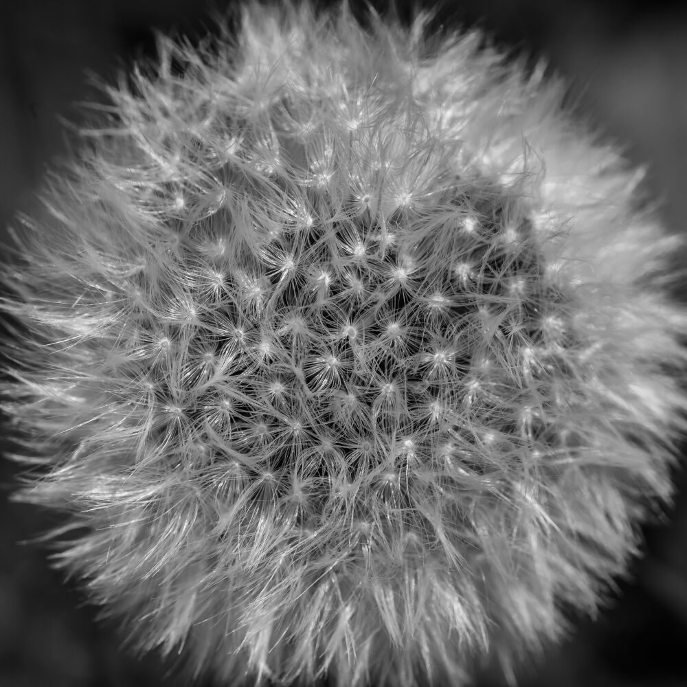 Dandelion II