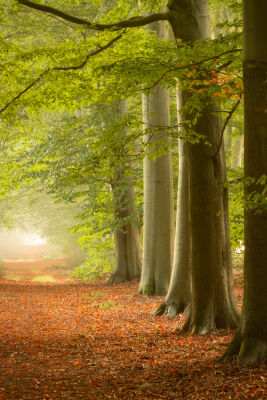 Dromerige sfeer in het bos