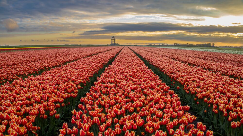 Tulpen tot de horizon