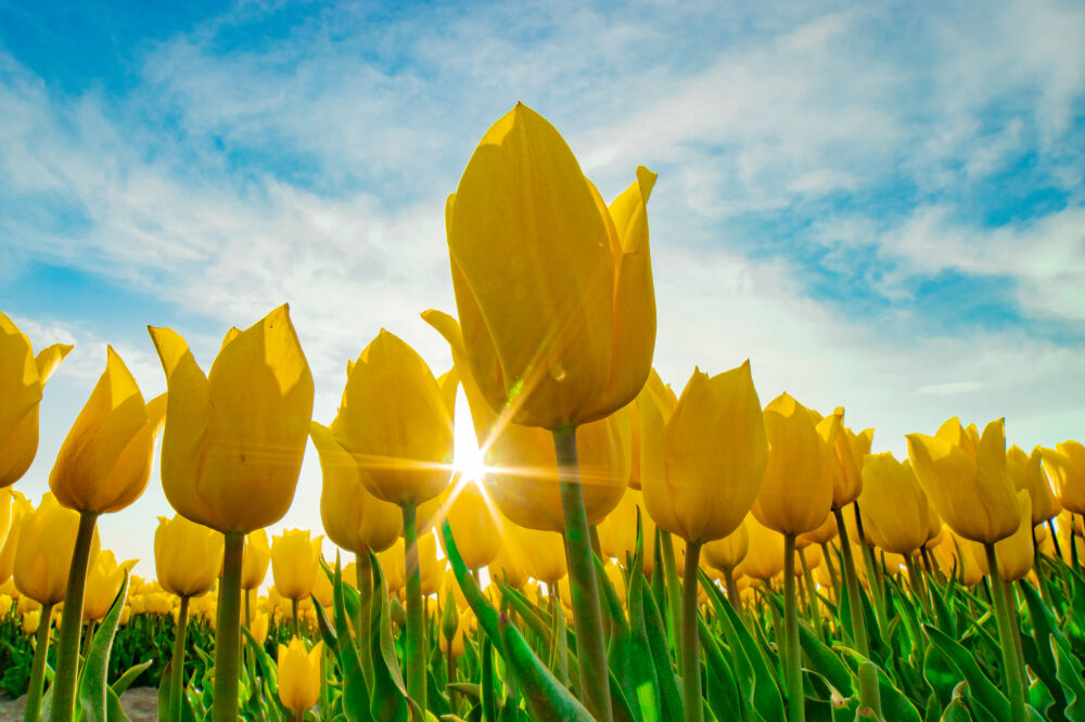 Sunny Yellow Tulips