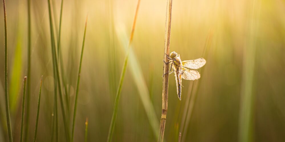 Libelle in de ochtendzon