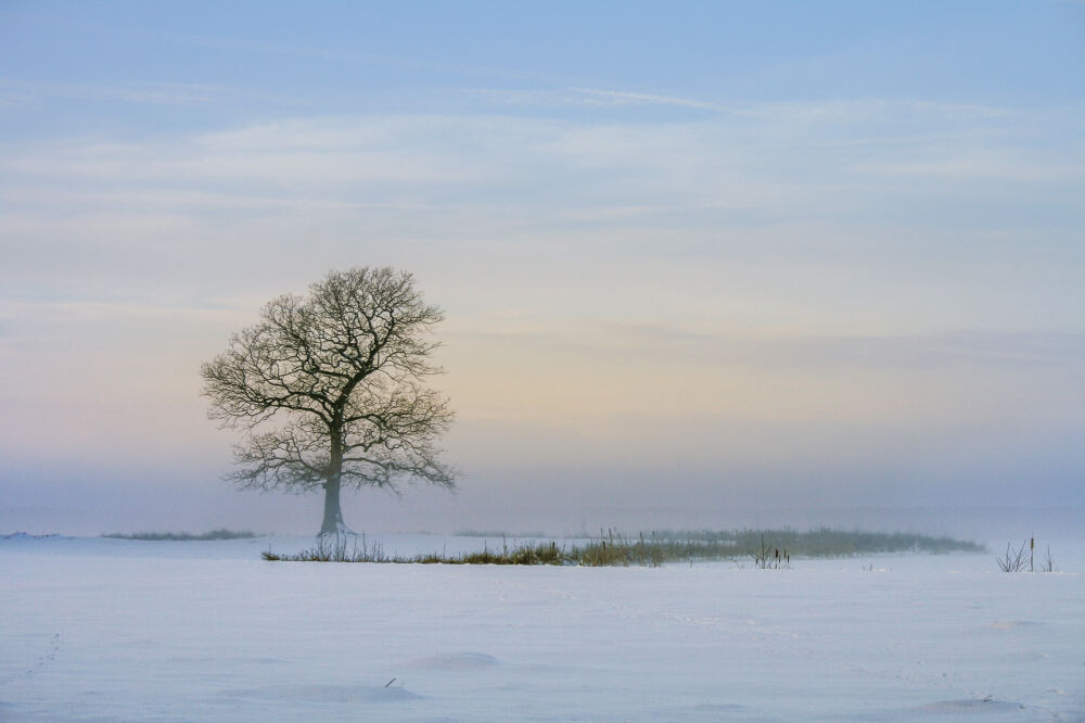 Eenzame boom in de sneeuw