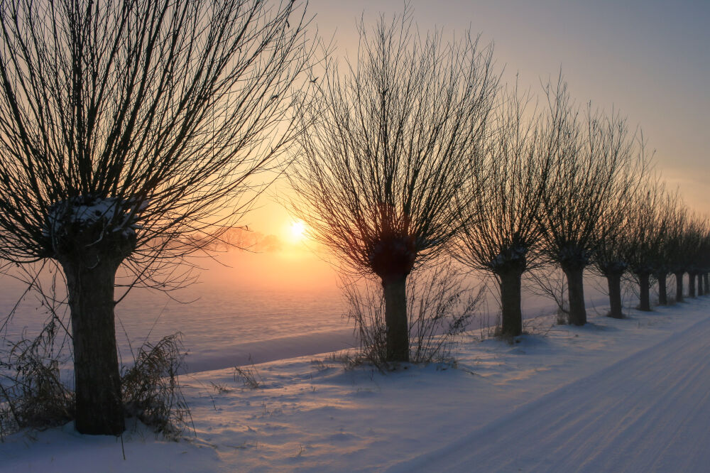 Knotwilgen in de sneeuw