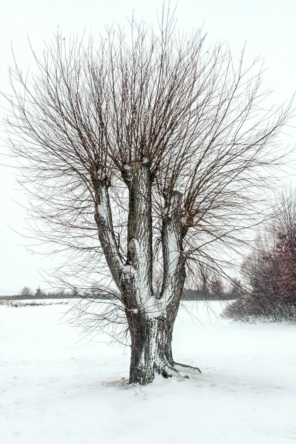 Knotwilg in de sneeuw