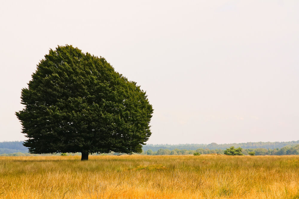 Stilte op de Hoge Veluwe