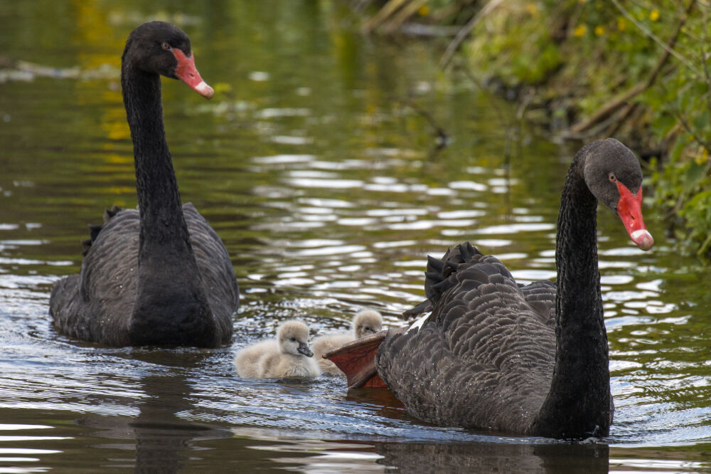 Zwarte zwanen gezin