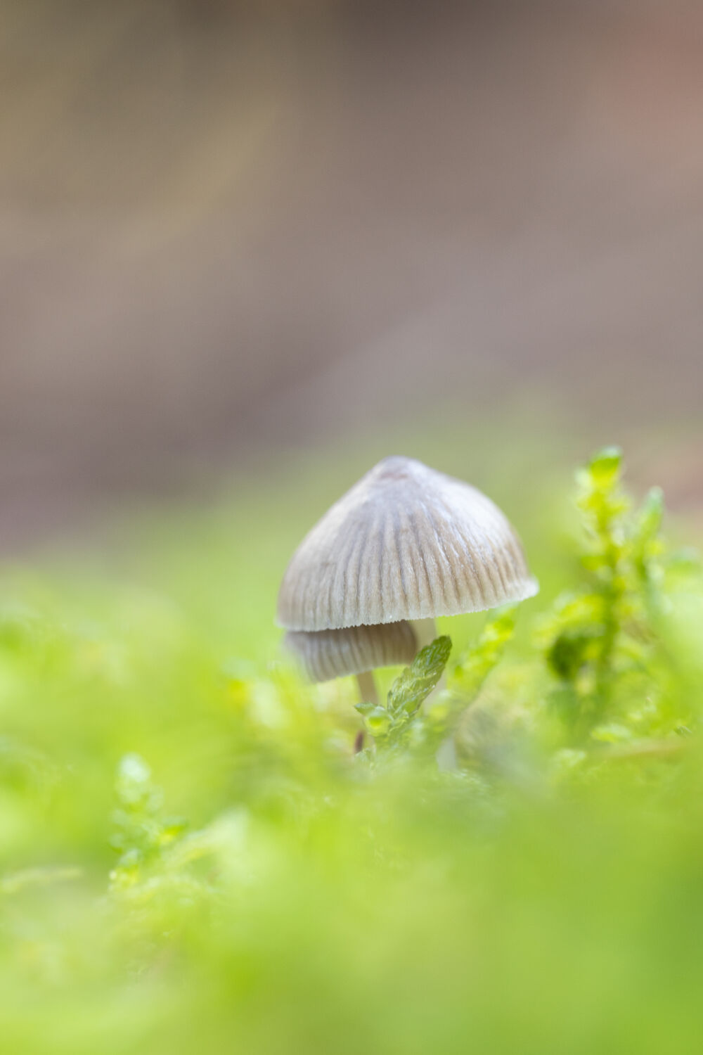 Onder moeders parasol