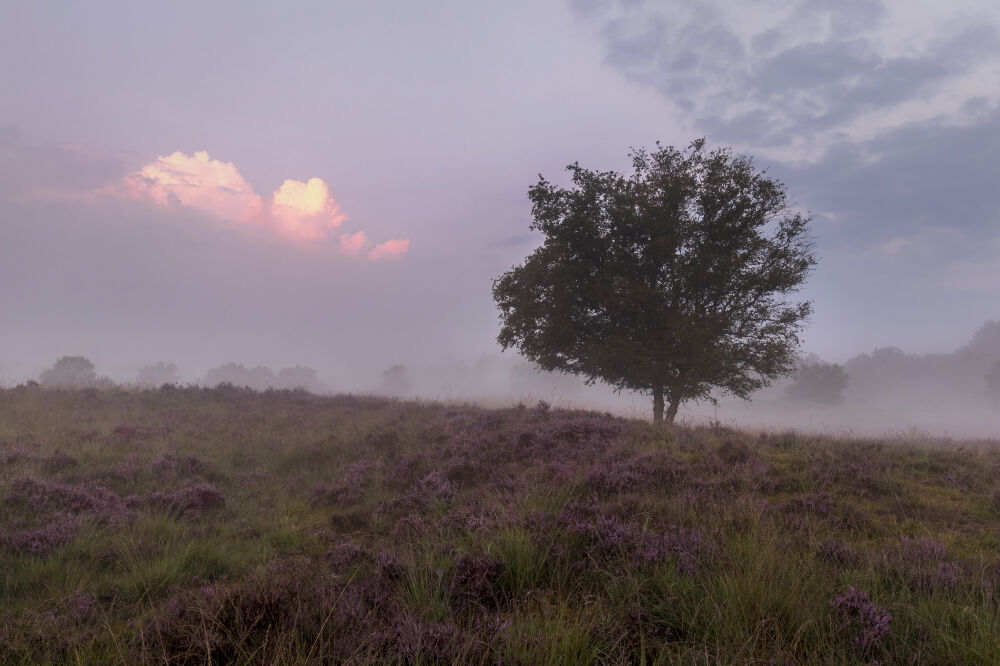 Gasterse Duinen Drenthe